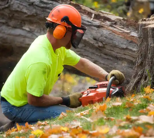 tree services Beverly